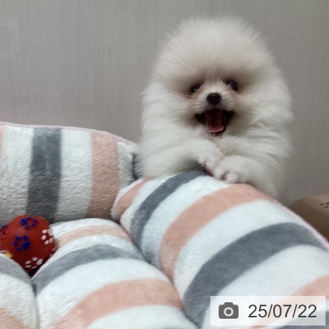 ポメラニアンの写真