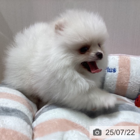 ポメラニアンの写真