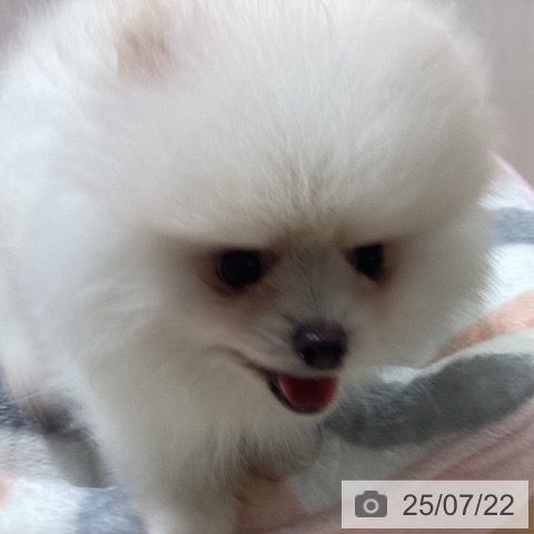 ポメラニアンの写真