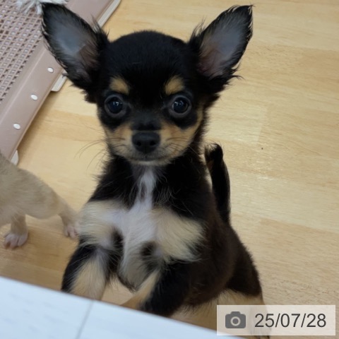 チワワの写真