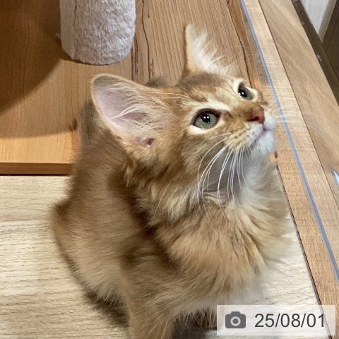 ソマリの写真