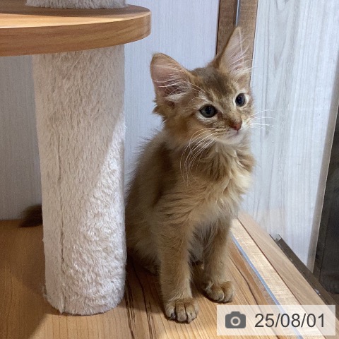 ソマリの写真