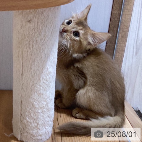 ソマリの写真