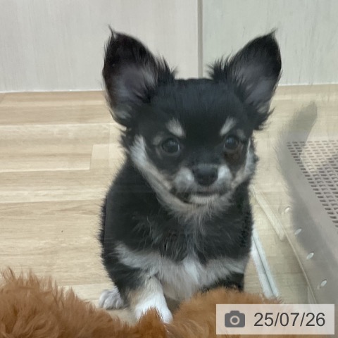 チワワの写真