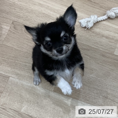 チワワの写真