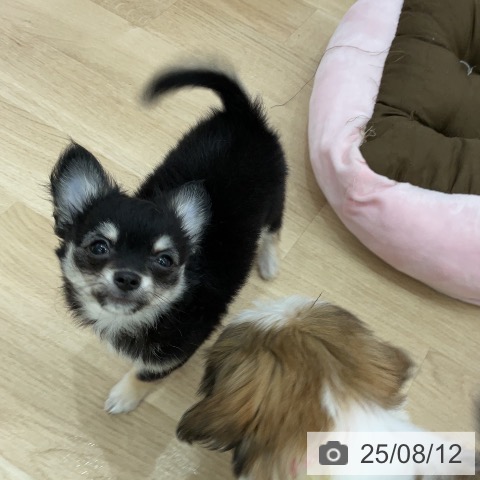 チワワの写真