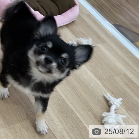 チワワの写真