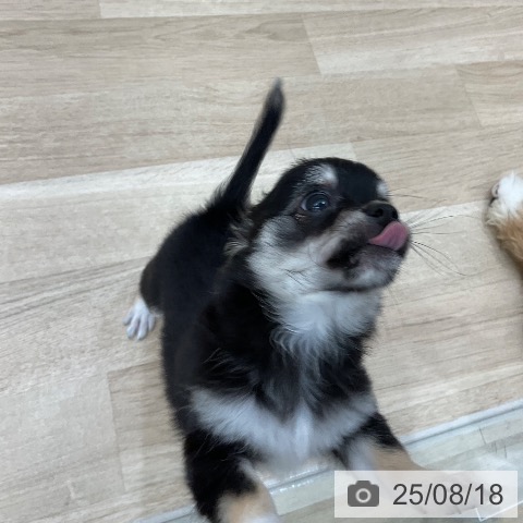 チワワの写真