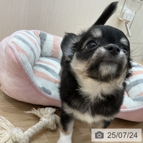 チワワの写真