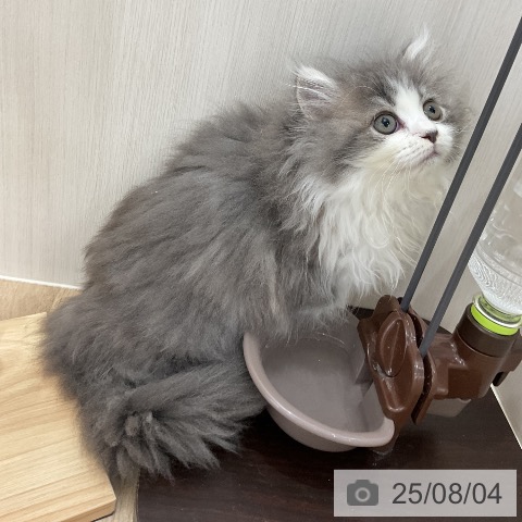 ラガマフィンの写真