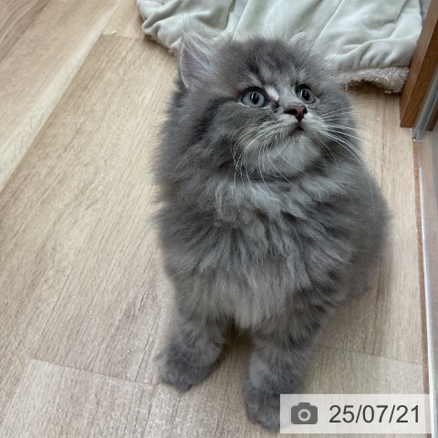 ラガマフィンの写真