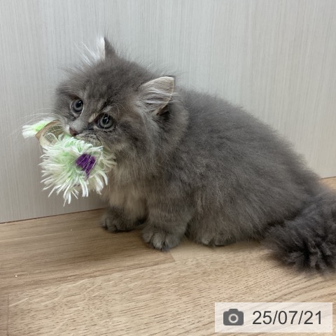 ラガマフィンの写真
