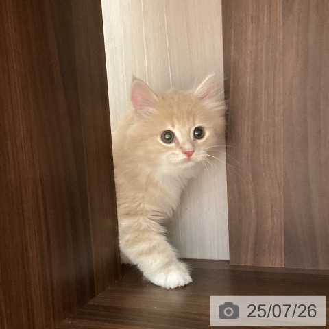 サイベリアンの写真
