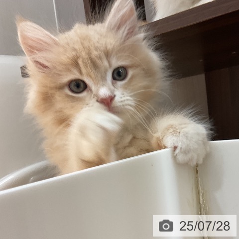 サイベリアンの写真