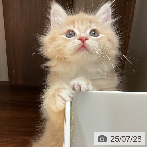 サイベリアンの写真