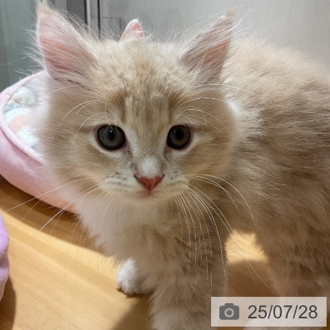 サイベリアンの写真