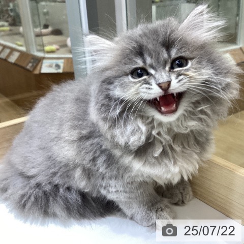 サイベリアンの写真