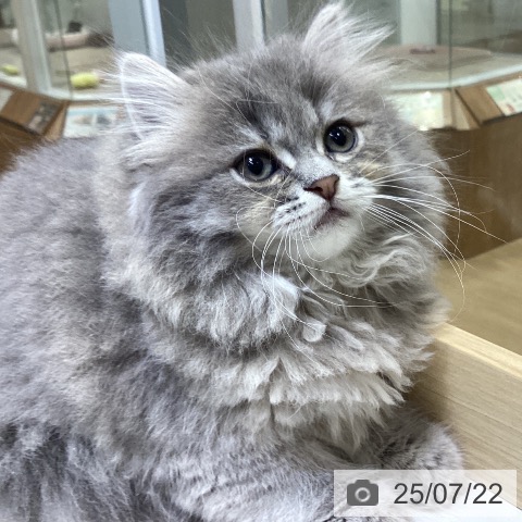 サイベリアンの写真