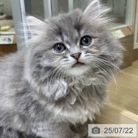 サイベリアンの写真