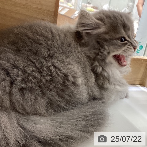 サイベリアンの写真
