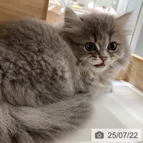 サイベリアンの写真