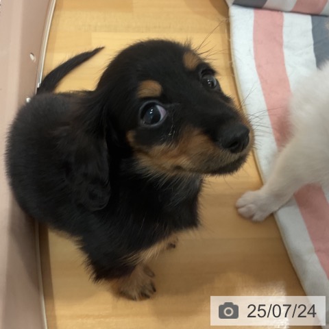 ミニチュア・ダックスフンドの写真
