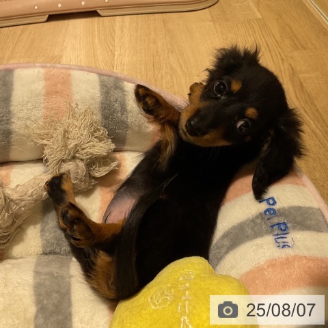 ミニチュア・ダックスフンドの写真