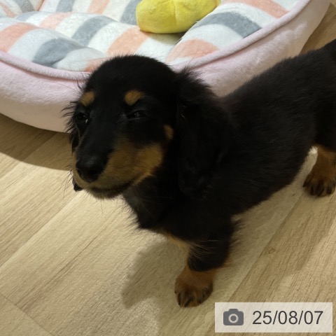 ミニチュア・ダックスフンドの写真