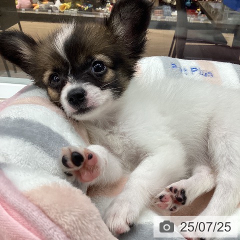 パピヨンの写真