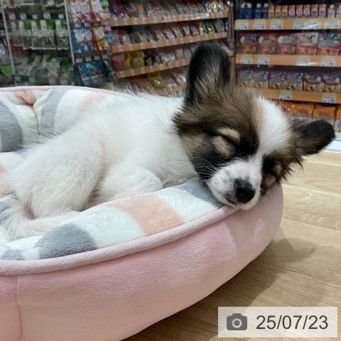 パピヨンの写真