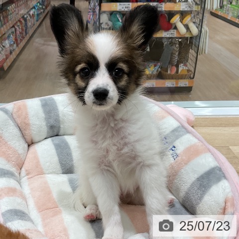 パピヨンの写真