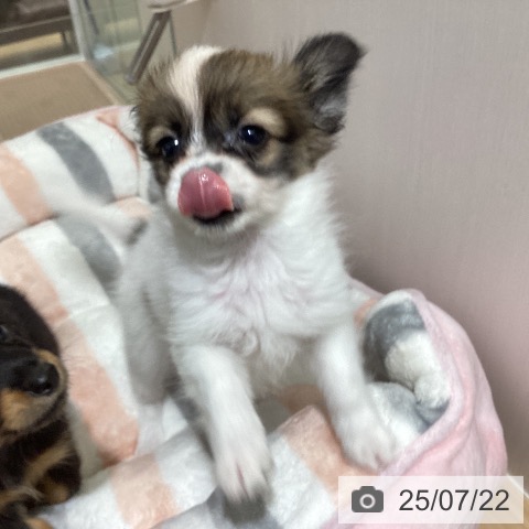 パピヨンの写真