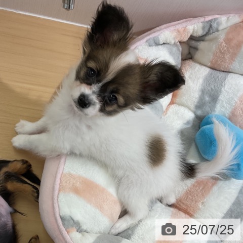 パピヨンの写真