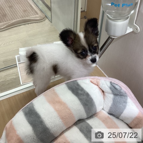 パピヨンの写真
