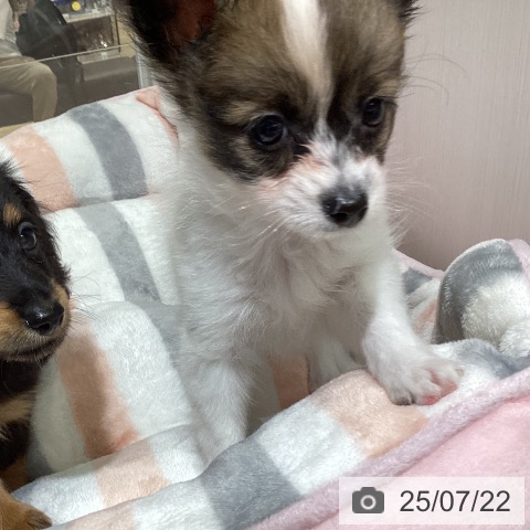 パピヨンの写真