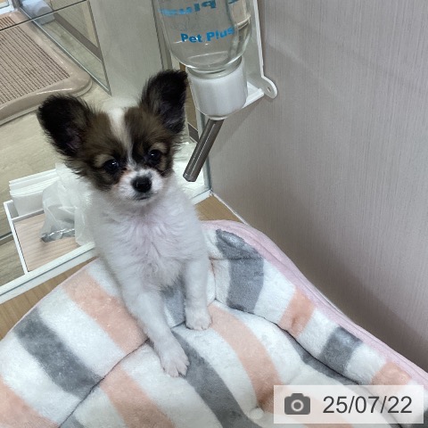 パピヨンの写真
