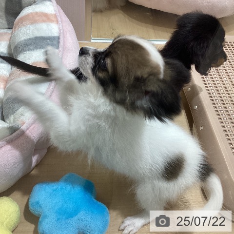 パピヨンの写真
