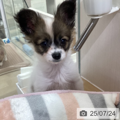 パピヨンの写真