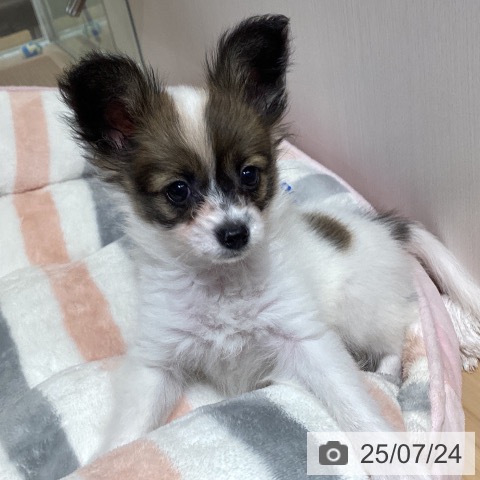 パピヨンの写真