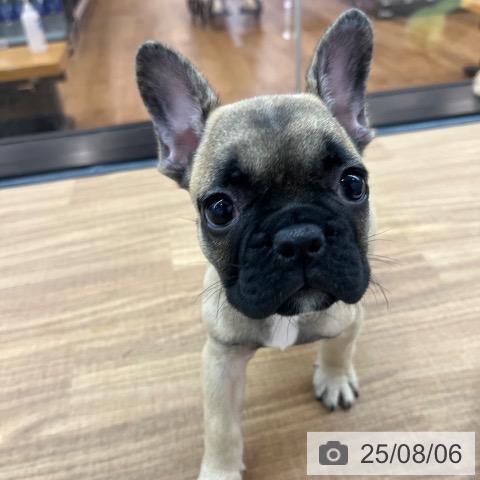 フレンチ・ブルドッグの写真