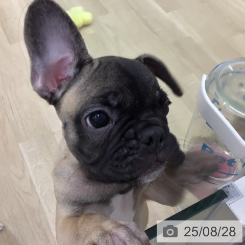 フレンチ・ブルドッグの写真