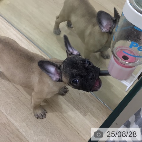フレンチ・ブルドッグの写真