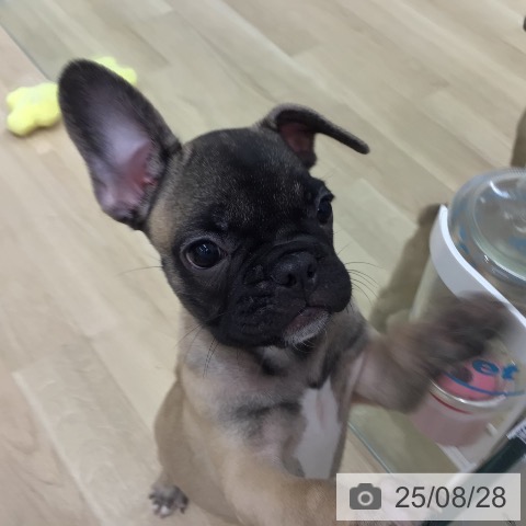 フレンチ・ブルドッグの写真