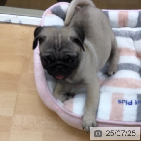 パグの写真