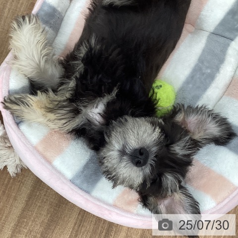 ミニチュア・シュナウザーの写真