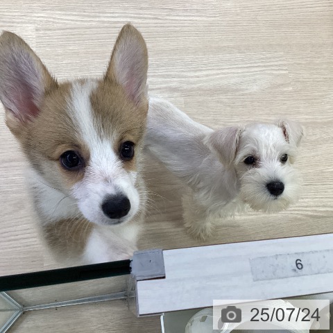 ミニチュア・シュナウザーの写真