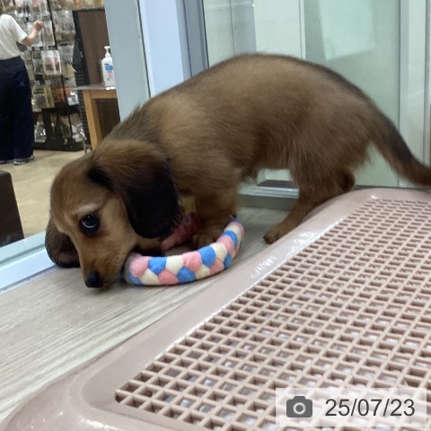 ミニチュア・ダックスフンドの写真