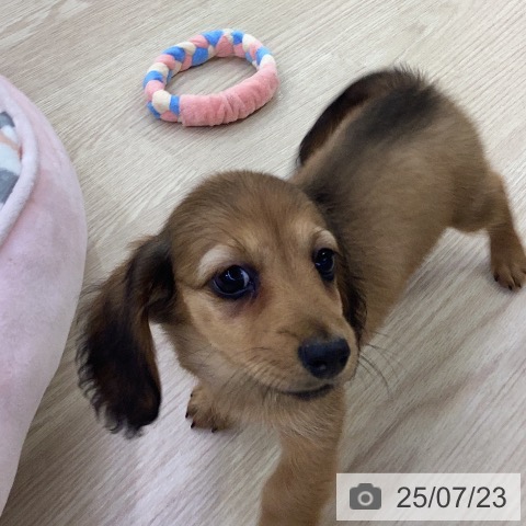 ミニチュア・ダックスフンドの写真