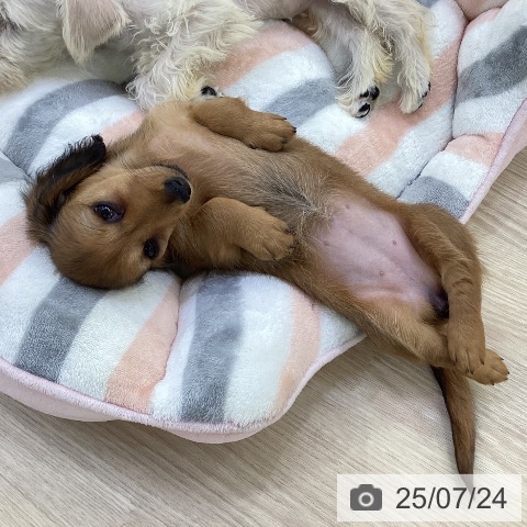 ミニチュア・ダックスフンドの写真