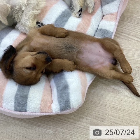 ミニチュア・ダックスフンドの写真